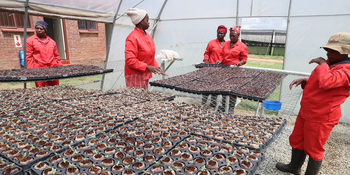 Zimbabwe can earn billions exporting industrial hemp fabric