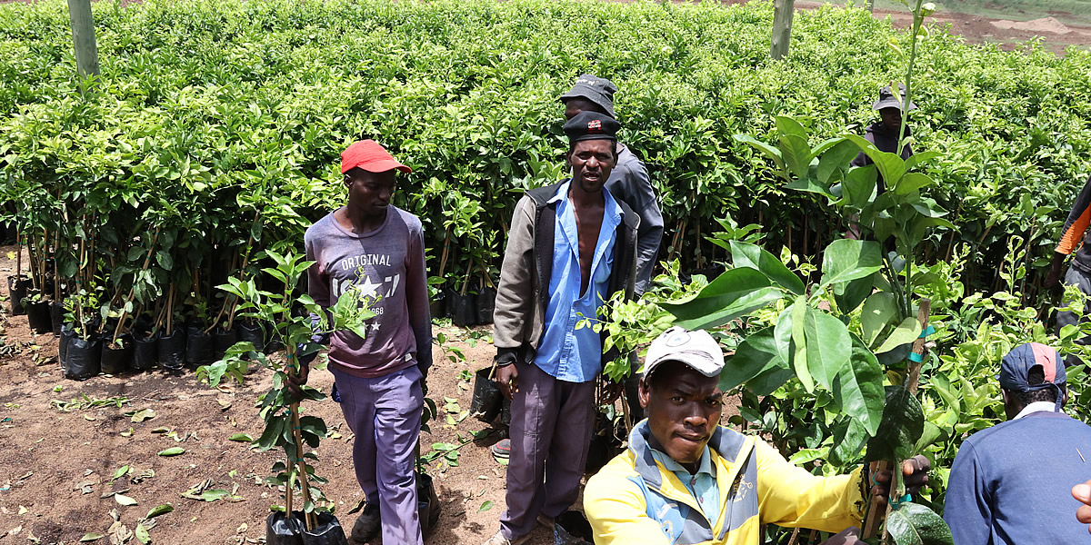 Zhovhe Farm: With 185,000 citrus trees on 640 hectares, all they need is Bluetooth to water this massive farm