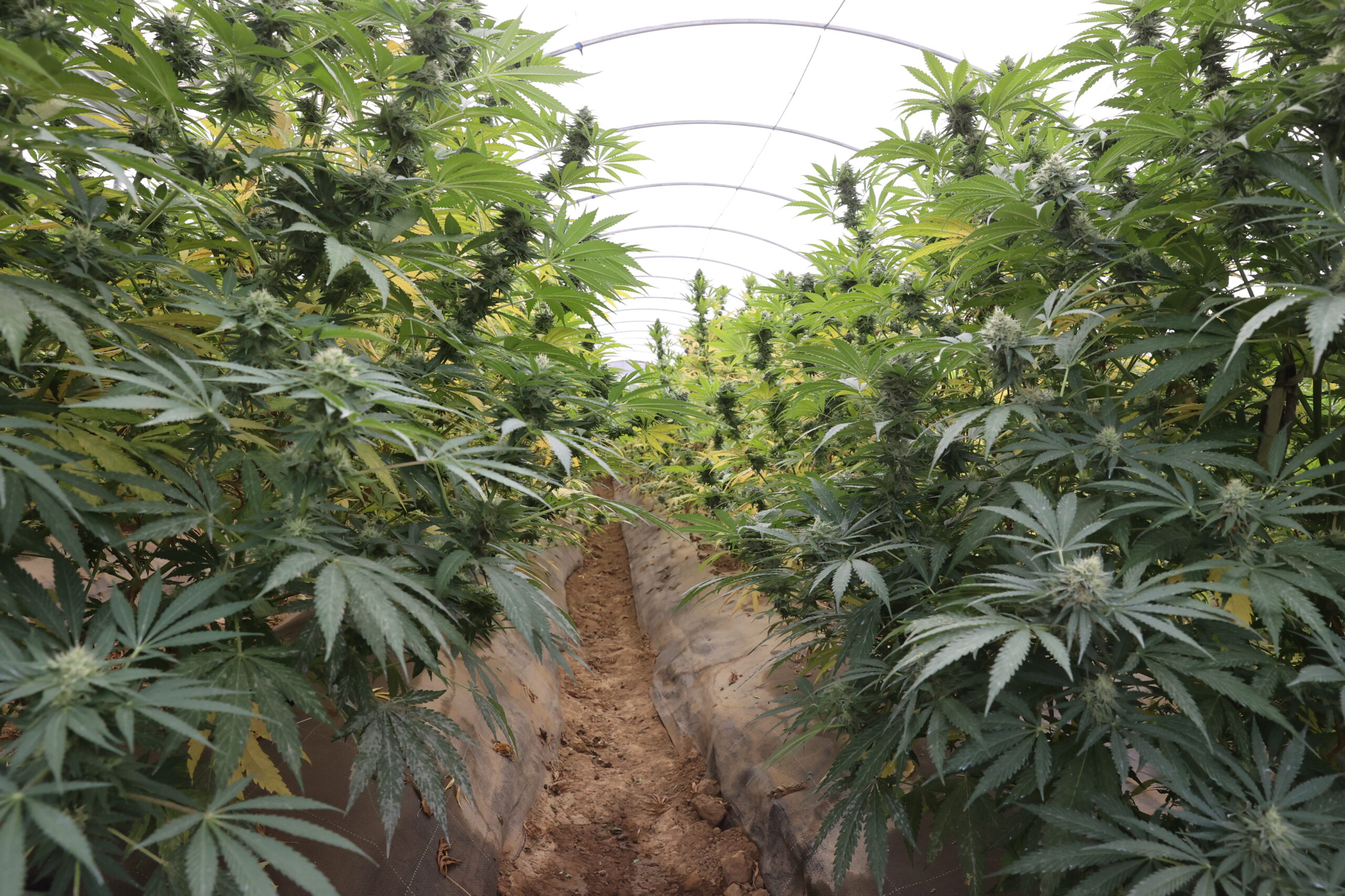 The benefits of  industrial hemp  fibre….  It busts the myths about cannabis