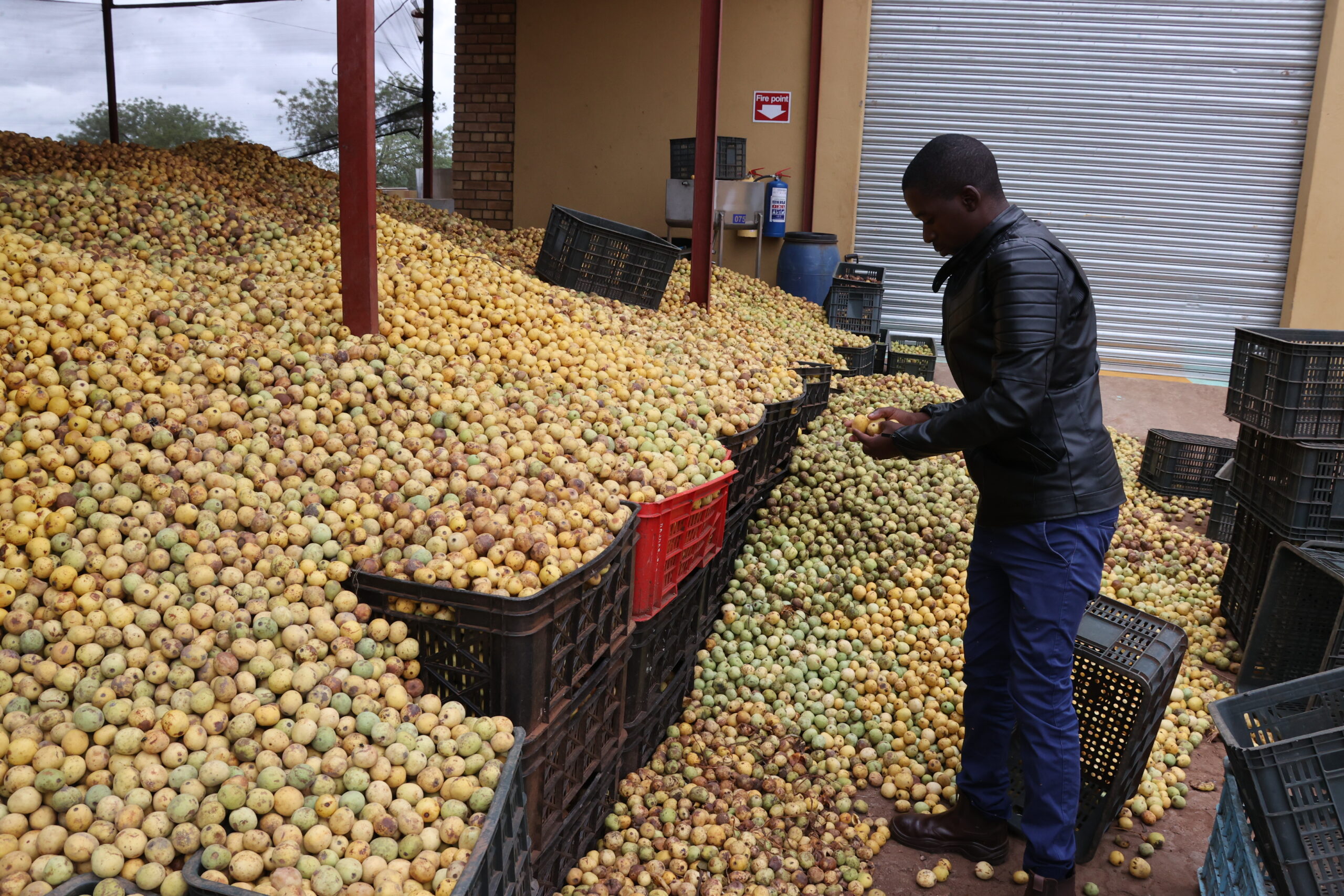 Huge possibilities for mapfura wine