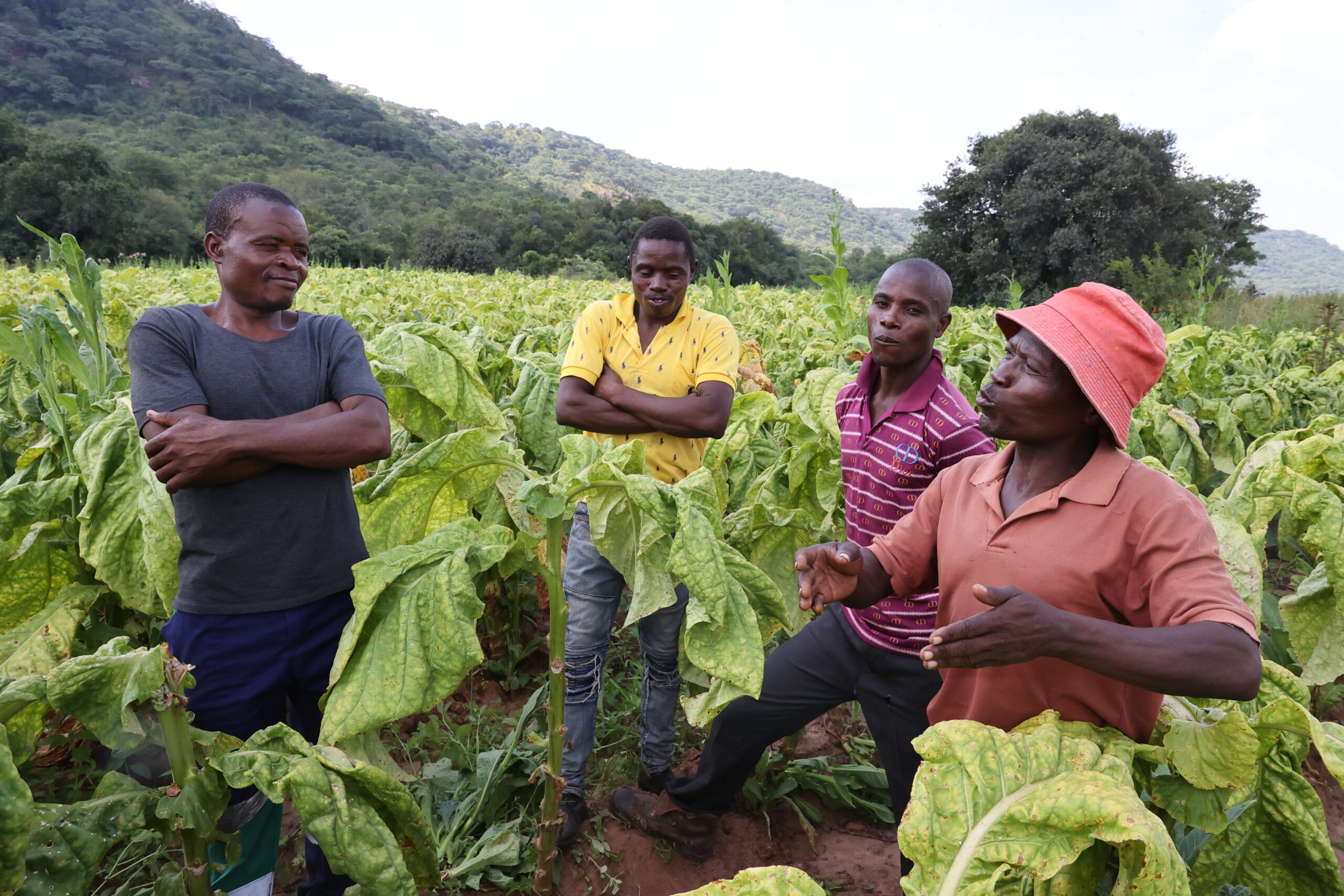 From ‘white gold’ to the’ golden leaf’: The inspirational story of 5 young men from Gokwe South