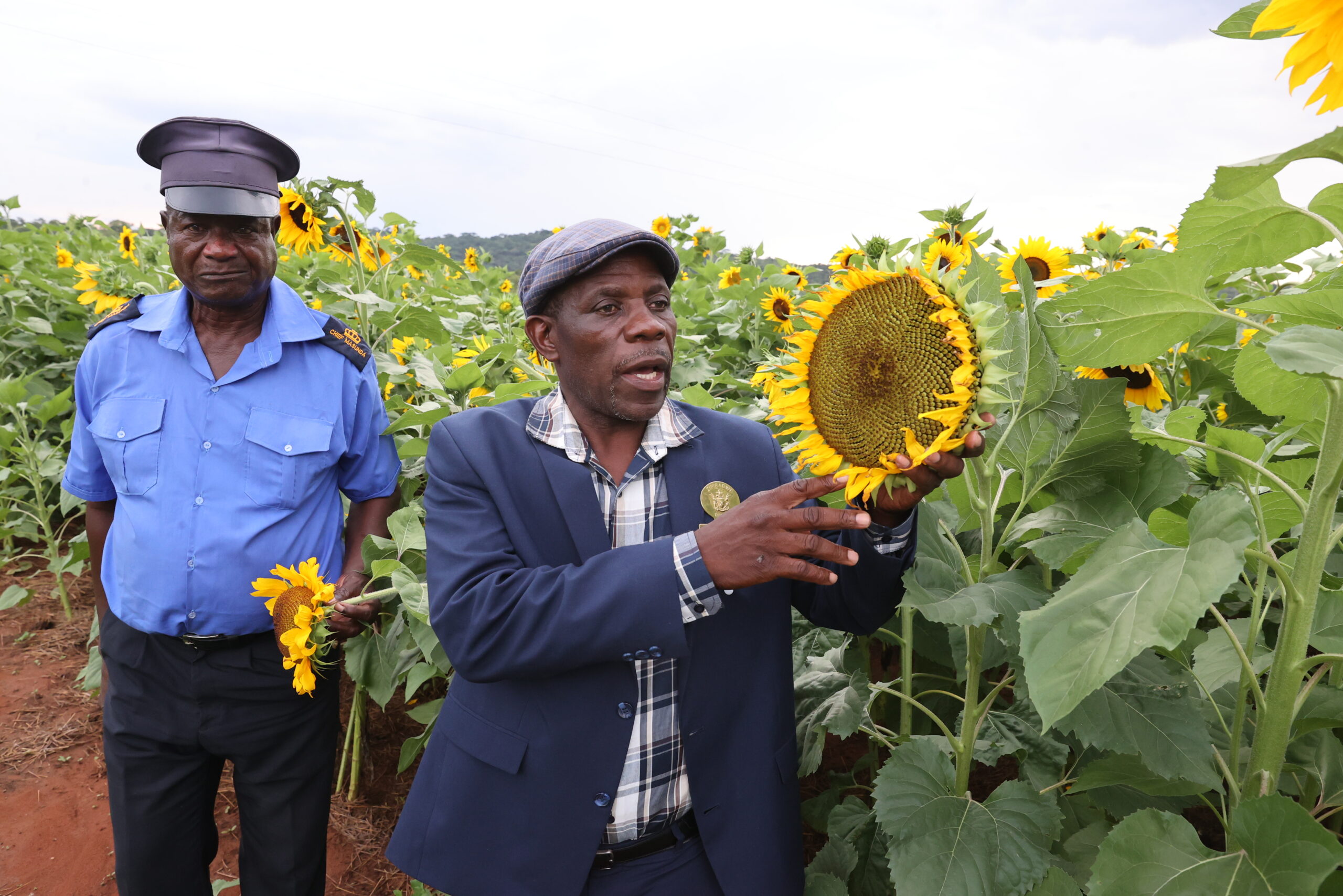 No more spoon-feeding from NGOs, thanks to Pfumvudza, says Chief Masunda